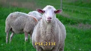 Breeding Rams 2018 [upl. by Oicirbaf]