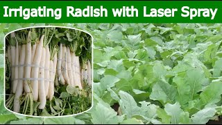 RADISH – Irrigation with Laser Spray Rain Pipe  Rain Hose [upl. by Kassi37]