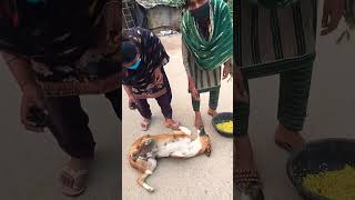 Stray dogs feeder doglover shriaash trending dailypost youtubeshorts dog shorts bejuban [upl. by Enyal]