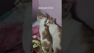 Unconditional love of fluffy for Marlow👶 trending  viral shorts catlover adoptnotshop pets [upl. by Elac529]