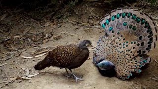 Bornean peacockpheasant [upl. by Millhon]