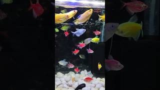 Beautiful freshwater gourami fish shorts freshwateraquarium gouramifish aquarium [upl. by Timon]