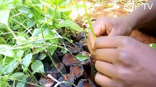 PASSION FRUIT GRAFTING best way of grafting purple passion fruit seedling [upl. by Sitnalta]