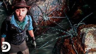 Cara a cara con una araña pescadora  Coyote Peterson aventuras salvajes  Discovery Latinoamérica [upl. by Eillim]