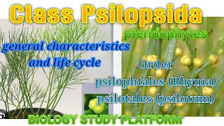 biology  Pteridophytes  Class psilopsida Order psilophtales Rhynia amp psilotales psilotum [upl. by Dixon]