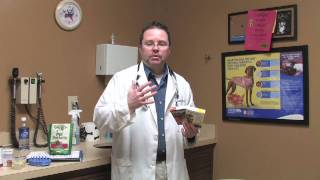 Canine Diseases amp Treatment  How to Give Heartworm Pills to a Dog [upl. by Ballou208]