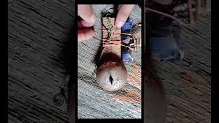 Electric bell electricmagnet bell shorts video project [upl. by Osmen645]