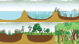 primary succession in water  pond  hydrarch succession  Neet  NCERT [upl. by Sirak]