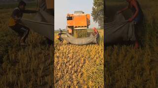 combine combineharvester harvester farming trending shorts [upl. by Aicala364]