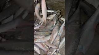 ইলিশ মাছ ilish Fish মাছ fishinglife fishing [upl. by Yssac462]