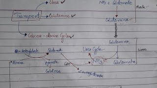 Ammonia metabolism complete and comprehensive explanation Hyperammonemia [upl. by Aryam]