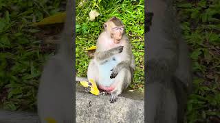 The monkey is eating mango seed after finished mango meat 🥭😋shorts [upl. by Oirotciv21]