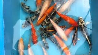 How to make DIY spawning ropes for koi [upl. by Deeraf]