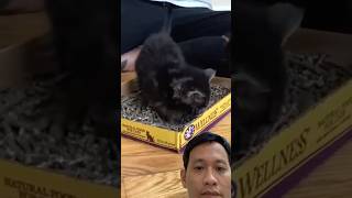 Essential Kitten Training Tips Raise a Happy WellBehaved and Confident Feline Friend kitten [upl. by Ahsemaj]