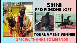 Srini 🏆 Pro Pigeon Loft  Tournament Winner  Special thanks 🙏 [upl. by Violette]