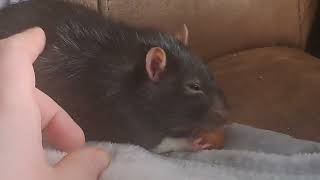 Remmy the Rat Chewing on a Hazel Nut [upl. by Nolla255]