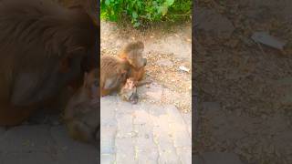 Kitna Masoom Hai ye 😘 shorts monkey cute viralvideo [upl. by Renee643]