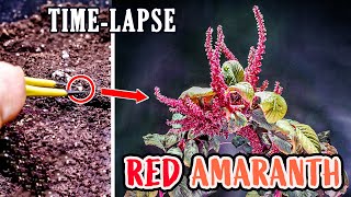 Growing Red Amaranth Plant From Seed To Flower 95 Days Time Lapse [upl. by Lebana]