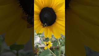 Bees on sunflowers bumblebee bees sunflowers farmstead [upl. by Htebsil429]