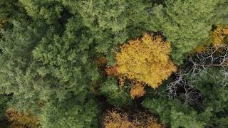 Kawartha Lakes Forest BirdsEyeView [upl. by Aihtak]