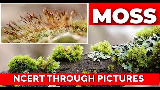 Plant kingdom 04  MOSSES Class 11 CBSE NCERT  NEET NCERT through pictures  Bryophytapart 3 [upl. by Rennug]