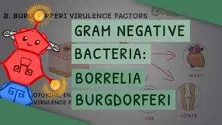 Borrelia burgdorferi Lyme disease [upl. by Akialam]