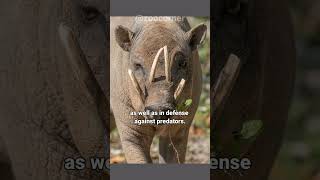 Babirusa  The Weirdest Pig in the World [upl. by Allesig]