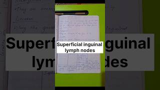 Superficial inguinal lymph nodes shortnotes anatomy ytshorts youtubeshorts trendingshortsviral [upl. by Taveda]