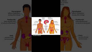 Endocrine glands of the body and their secretion biology science education shorts shortvideo [upl. by Yniatirb734]