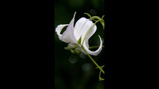 Clematis crispa [upl. by Lawry474]