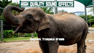 High Quality Sound Effects Elephant Trumpets Growls [upl. by Roddy]