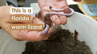 Florida worm lizard Rhineura floridana aka Thunderworm [upl. by Tdnarb369]