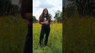 Big Bluestem Illinoiss State Grass [upl. by Gertruda]