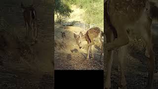 Baby deer enjoys life in our Californian backyard [upl. by Kippy]