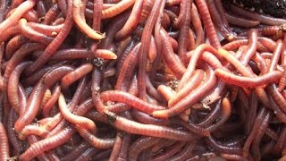 Catch Worms My Way without digging dish soap walnuts electricity etc  Earthworms [upl. by Dew]