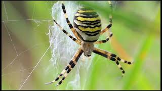 Spider HUNTER on WEB [upl. by Tamarra]