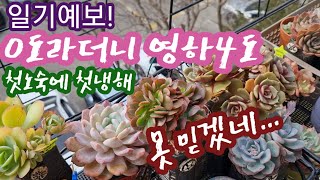 첫노숙에 첫 냉해피해수연 까라솔 줄리아나 호빗당인옐로우멜로우일기예보 믿다 뒤통수 맞았어요 예쁜 다육이 얼렸네요 [upl. by Ahsitahs]