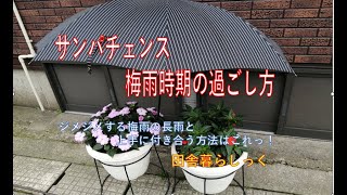 サンパチェンスの育て方 梅雨時期の上手な過ごし方 [upl. by Eelime524]