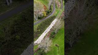 They look so tiny Drone view of sheep being mustered on a New Zealand farm sheep [upl. by Ahsla]