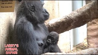 Baby Gorilla Kunda 51 amp Mom vs Mokolo gorillas 6424 [upl. by Reeva572]