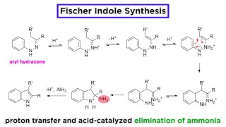 Fischer Indole Synthesis [upl. by Hegarty]