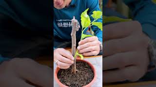 تشكيل شجرة الجهنمية Bougainvillea Shaping [upl. by Ahkos]