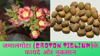 Jamalgota Croton tiglium plants Uses and Identification [upl. by Polk]