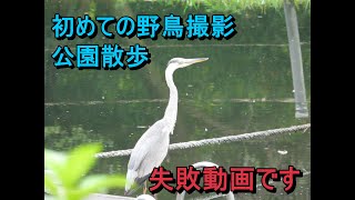 野鳥撮影失敗動画 [upl. by Haerle]