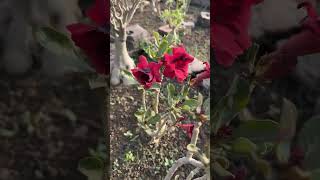 Black Adenium Plant flowers flowers garden nature plants adeniumplant desertrose adenium [upl. by Sothena]