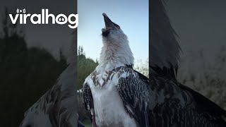 Bearded Vulture Swallows a Big Bone  ViralHog [upl. by Ranit]