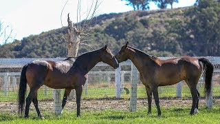 Odysseo Horses Enjoy a Vacation under the Californian Sun [upl. by Atilam]