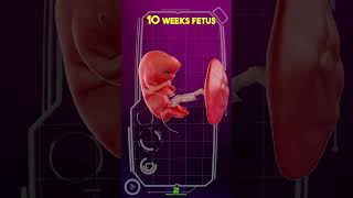 10 Week Fetus [upl. by Anrehs]