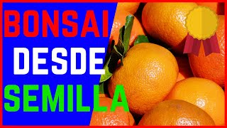 🍊como HACER un BONSAI FRUTAL desde SEMILLA🍊BONSAI de MANDARINA paso a paso MUY BIEN EXPLICADO [upl. by Aminta]