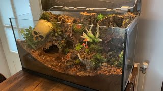 Building a new enclosure for my Goliath birdeater tarantula Pluisje Theraphosa stirmi [upl. by Virgina858]